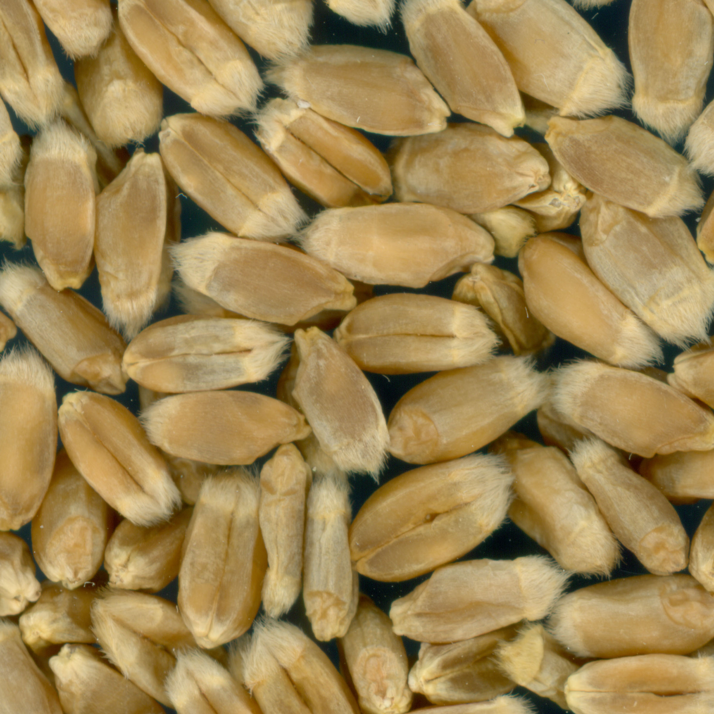 KERNELS